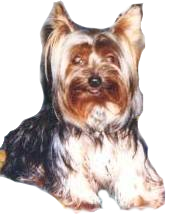 Tiggy... aka 'KILLER